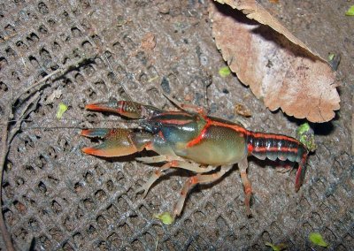 Painted Devil Crayfish