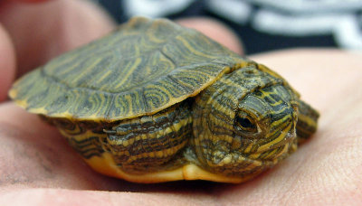 Red-eared Slider