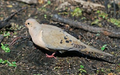 Mourning Dove