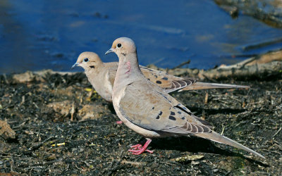 Mourning Dove