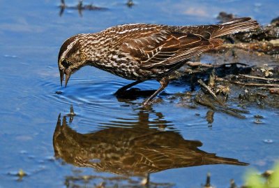 Red-winged Blackbird