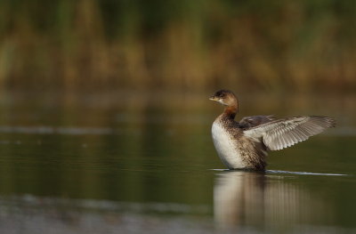 pied-billed grebe -- grebe a bec bigarre