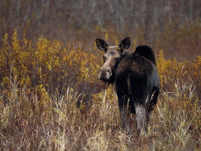 moose ( cow )  --   orignal