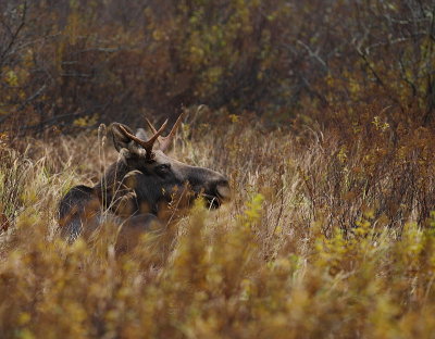 moose ( bull )  --   orignal