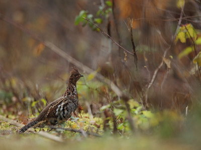 ruffed grouse  --  gelinotte huppee