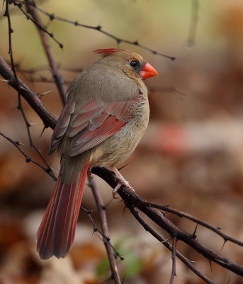 northern cardinal  --  cardinal rouge