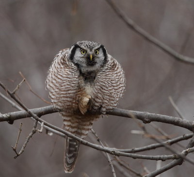 northern hawk owl  --  chouette eperviere