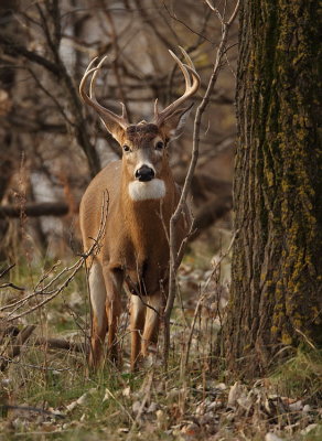 white tail deer  --  cerf de virginie