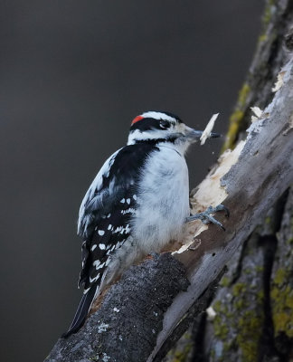 downy woodpecker  --  pic mineur