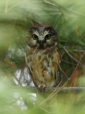 notthern saw-whet owl  --  petite nyctale