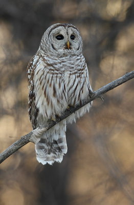  barred owl --  chouette rayee