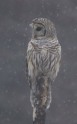 barred owl  --  chouette rayee
