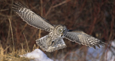great gray owl  --  chouette lapone 