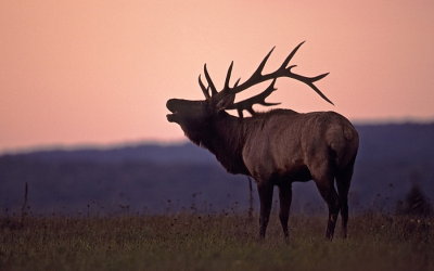 elk  --  wapiti