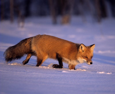 red fox  --  renard roux