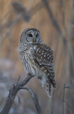 barred owl  --  chouette rayee