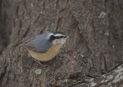 red-breasted nuthatch  --  sittelle a poitrine rousse