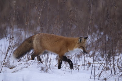 red fox  --  renard roux