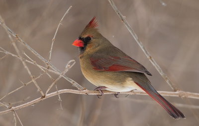northern cardinal  --  cardinal rouge
