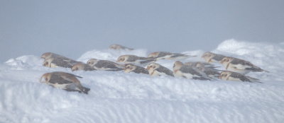 snow bunting's  --  plectrophane des neiges