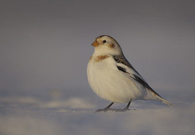 snow bunting  --  plectrophane des neiges