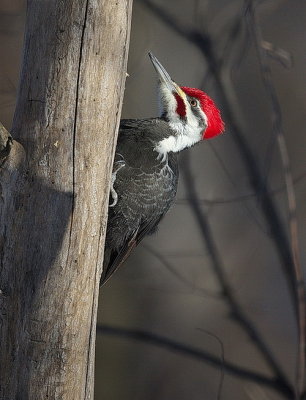pileated woodpecker  --  grand pic