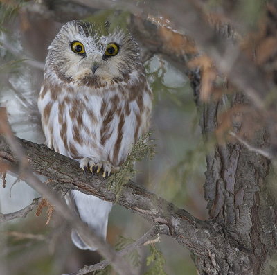 northern saw-whet owl  --  petite nyctale
