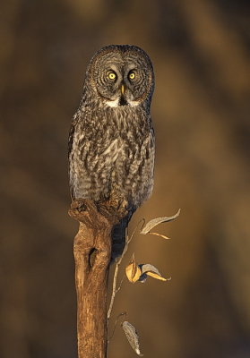 great gray owl  --  chouette lapone