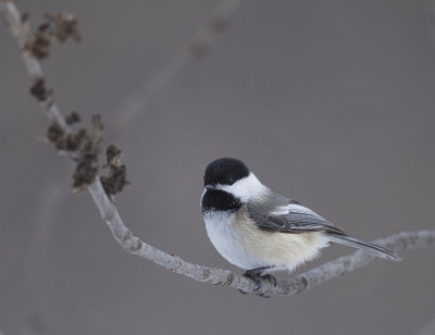 black-capped chickadee  --  mesange a tete noire