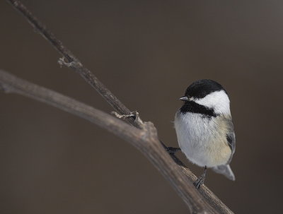 black-capped chickadee  --  mesange a tete noire