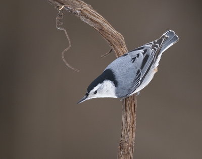 white-breasted nuthatch  --  sittelle a poitrine blanche