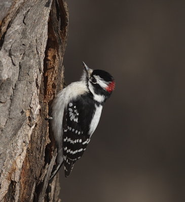 downy woodpecker  --  pic mineur