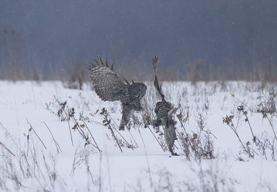 great gray owl's  --  chouette lapone
