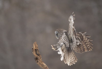 great gray owl  --  chouette lapone