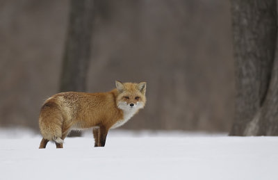 red fox  --  renard roux