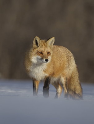 red fox  --  renard roux