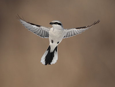 northern shrike  --  pie-greche grise