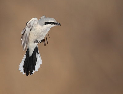 northern shrike  --  pie-grieche grise