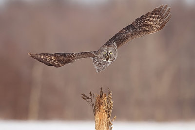 great gray owl  --  chouette lapone