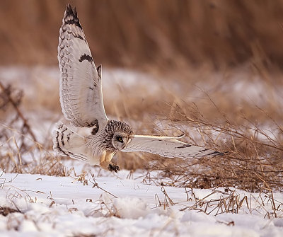 short-eared owl  --  hibou des marais