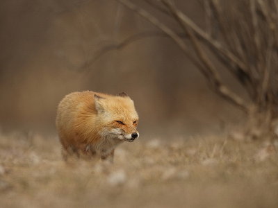 red fox  --  renard roux