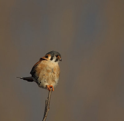 american kestrel  --  crecerelle d'amerique