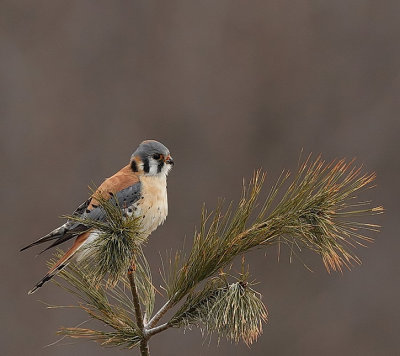 american kestrel  --  crecerelle d'amerique