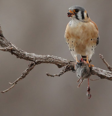 american kestrel  --  crecerelle d'amerique