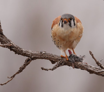 american kestrel  --  crecerelle d'amerique