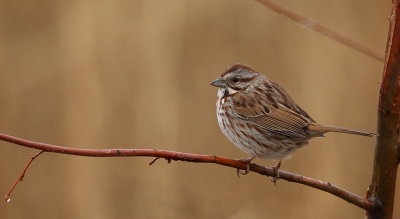 song sparrow  --  bruant chanteur