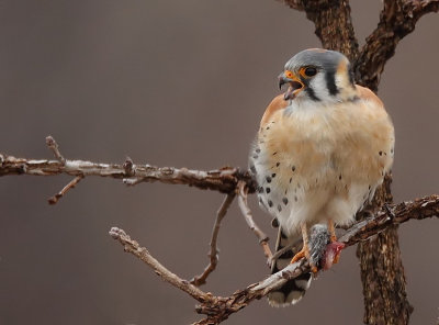 american kestrel  --  crecerelle d'ametique