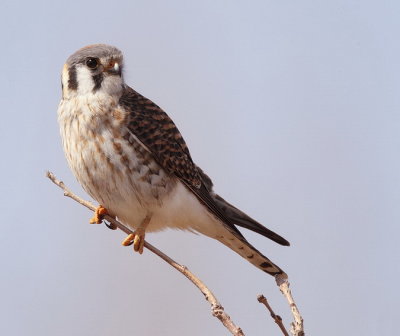 american kestrel  --  crecerelle d'amerique