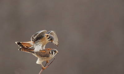 american kestrel  --  crecerelle d'amerique