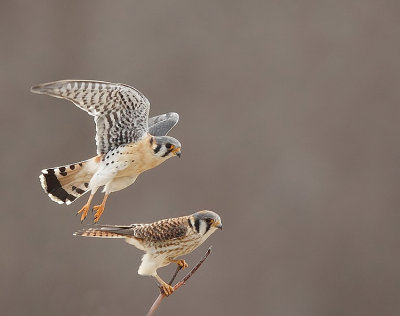 american kestrel  --  crecerelle d'amerique